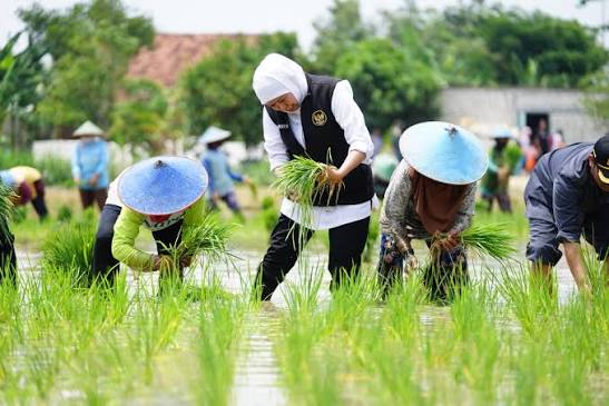 Pola Tanam Padi untuk Hasil Optimal dan Pertumbuhan Merata