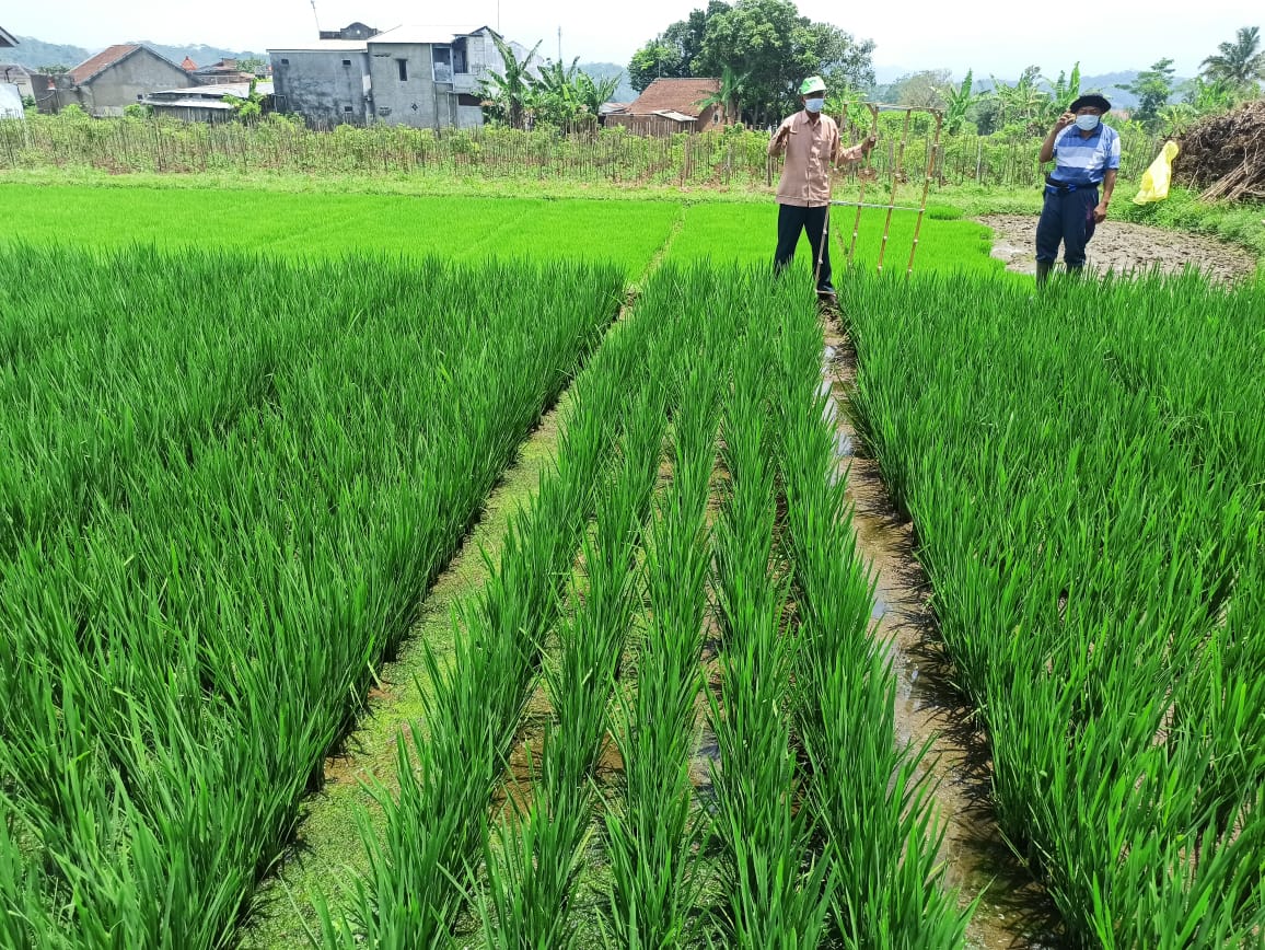 faktor yang menentukan kelancaran pekerjaan tanam padi