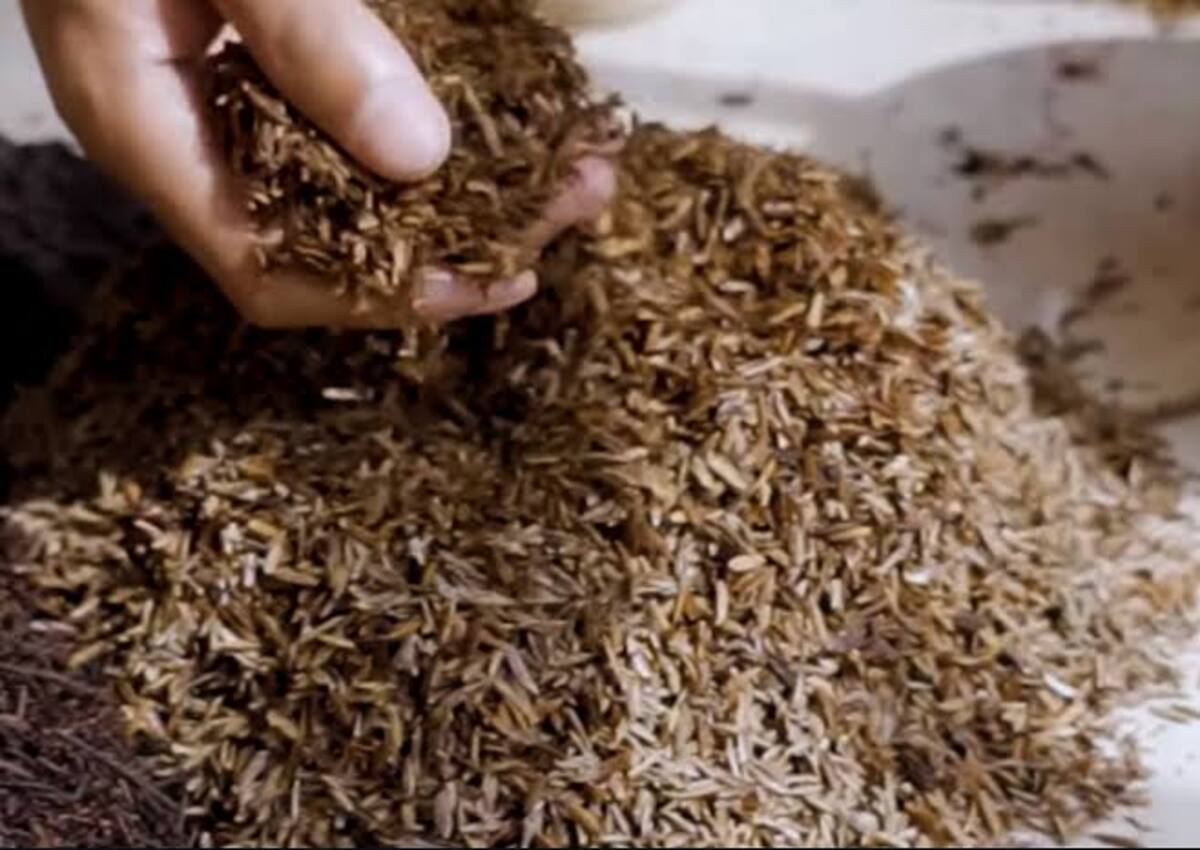 Cara Mengolah Sekam Menjadi Bahan Baku, Simak Tahapannya